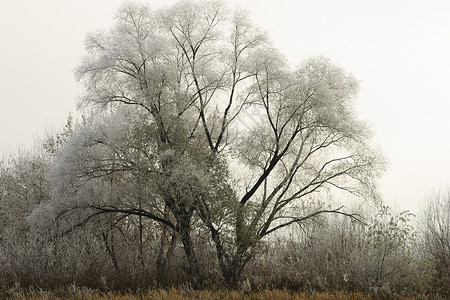 雾中覆盖着无霜的树城市场景公园林地气候温度季节松树白色天气背景图片