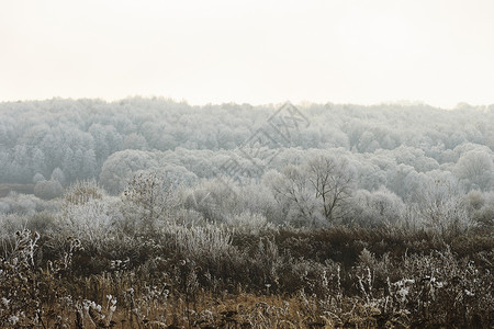 雾中覆盖着无霜的树温度天气松树薄雾白色季节森林旅行场景林地背景图片