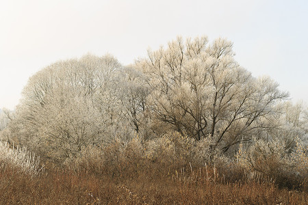 雾中覆盖着无霜的树森林白色旅行林地天气场景温度季节城市气候背景图片