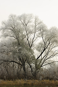 雾中覆盖着无霜的树温度天气气候城市松树旅行林地季节场景公园背景图片