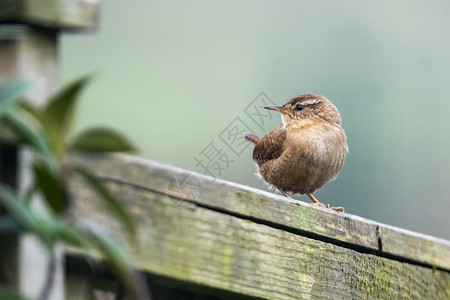 麻雀在公园里鸟儿围在围栏上 这是英国的普通花园翅膀麻雀画眉林地歌曲羽毛动物群雀科山雀森林背景