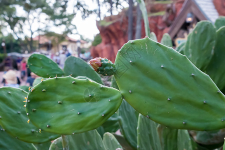 Cactus 工厂尖刺植物学日落旅行植物绿色沙漠背景图片