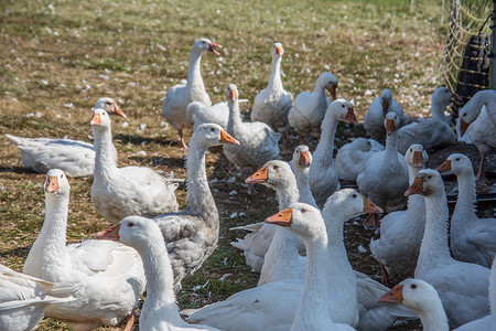马斯鹅在草地上吃牛排橙子鸭鸟家禽白色羽毛养鹅绿色高清图片