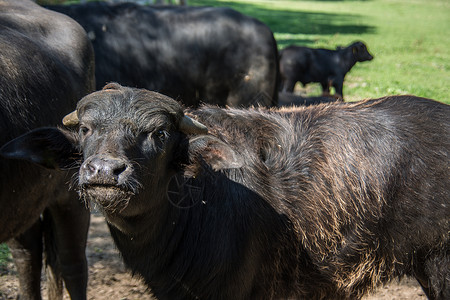 遮瑕无痕牧草上黑黑的牲畜佩戴者正面绿色养牛乳牛草地棕色奶牛牛科牧场背景