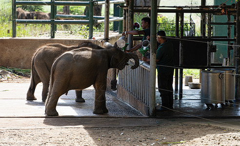 大象小象年轻大象在喂养时排队排第一的赛跑生长奶瓶野生动物耳朵婴儿孤儿安全少年救援兽医背景