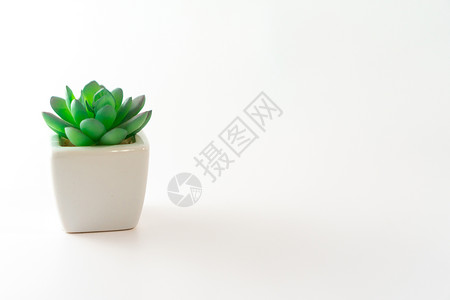 小可爱们白色背景上的小可爱植物最小风格墙壁房间生长收藏网络静物架子桌子装饰背景
