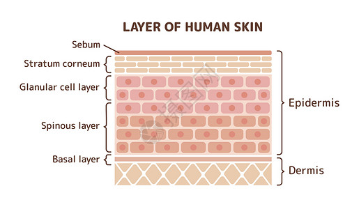 身体皮肤它制作图案的人类皮肤层学校信息护理皮肤科图层药品身体横截面科学图表插画