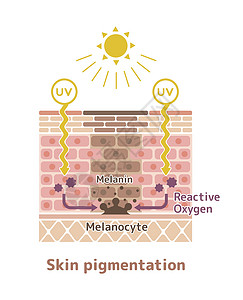 皮脂膜皮肤色素沉着皮肤斑点图案制作机制插图紫外线卫生表皮黑色素信息皮肤科角质层科学治疗设计图片