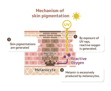 皮肤黑色素皮肤色素沉着皮肤斑点图案制作机制皮肤科过敏表皮粉刺插图老化器官素沉着卫生组织设计图片