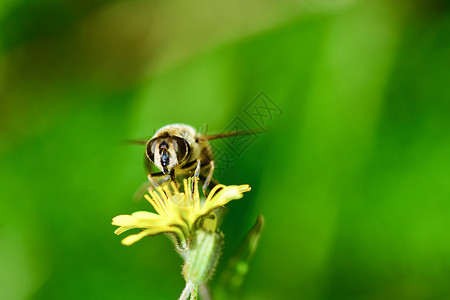 虫 也叫花苍蝇或水藻苍蝇 组成昆虫家族Syrphidae翅膀蜜蜂植物群宏观野生动物花园动物条纹动物群橙子开花高清图片素材