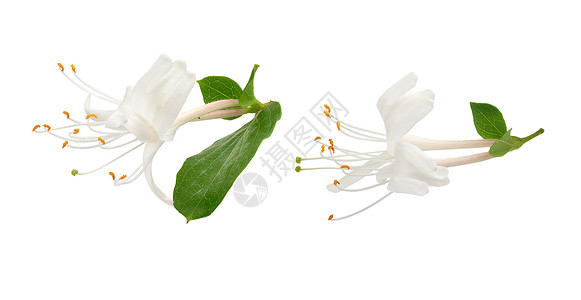 鲜花的蜂蜜调味花香味植物绿色白色香水香气气味植物群花序树叶背景图片