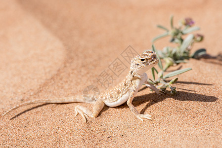 断尾壁虎沙漠中的阿拉伯头阿虫脊椎动物变色龙蜥蜴野生动物橙子动物小白鼠壁虎爬虫荒野背景