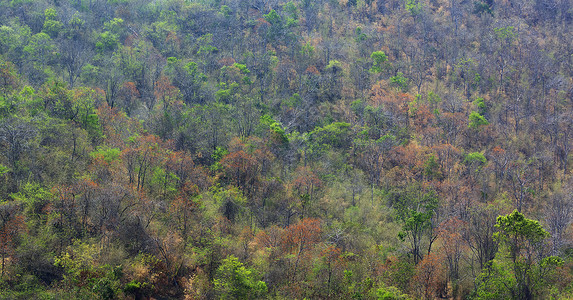 热带地区的森林有许多树种 其树木种类繁多背景图片