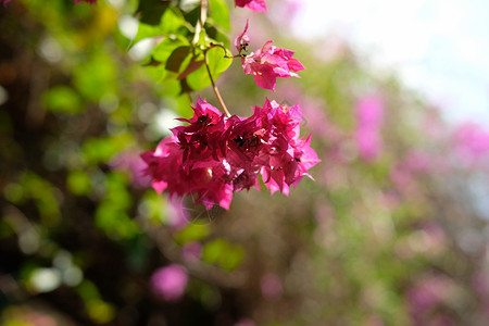 挂着红色粉红花花卉纸花壁纸花期紫色花瓣热带叶子园艺植物学背景图片