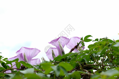 公园中高硫酰甲状腺激素综合体角花藻类杂草紫色蓝色滴水场地地面旋花三色花园背景图片