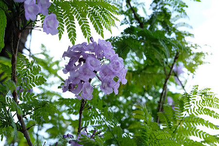 Black poui 花底视图风景植物群天线蓝色季节植物树叶花瓣花园叶子背景图片
