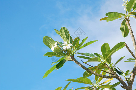 户外花园的绿色叶子 白花背景图片