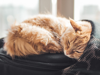 蓬松睡猫可爱的姜猫睡在黑背包上 在窗边瞌睡织物窗帘黑色猫咪解雇动物小憩日光小猫背景