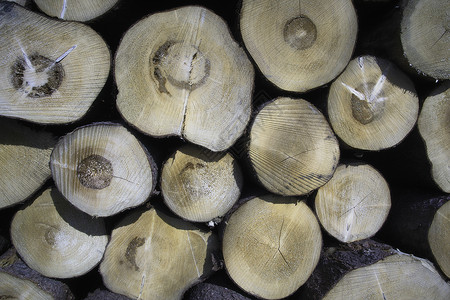 树到内裤流程图被剪断的谎言内裤燃料树木森林说谎木头树干材料植物环境活力背景
