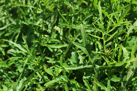 花园中的绿色健康火箭筒食物植物火箭沙拉树叶叶子背景图片