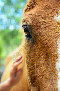 一匹马的肖像 特写 人手在背景上抚摸马背景图片