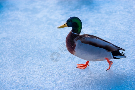 在冰上行走的公野鸭图片素材