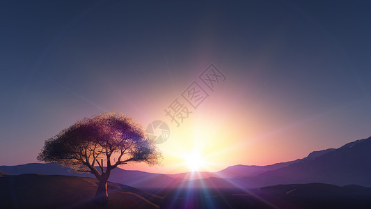 日落在草地和孤独的树插图3d渲染季节空地地平线阴影叶子场地太阳背景图片