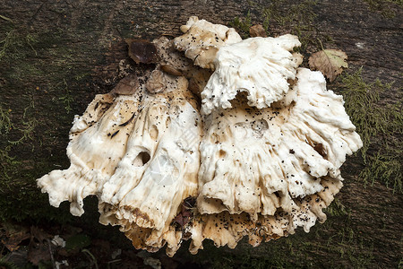 秋天在树干腐烂的树上生长的面包刀真菌有毒高清图片素材
