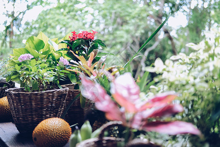 露天阳台上装饰水管篮子的花叶和植物叶房子树叶叶子植物香蕉花园篮子柳条植物群绿色背景图片