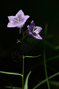 鲜花开花气球气管开幕式森林植物紫色紫菊目桔梗背景图片