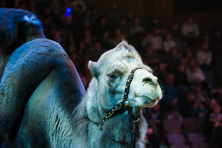 马戏团的骆驼表演背景图片
