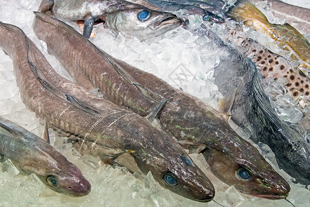 大菱鲆饮食多拉多高清图片