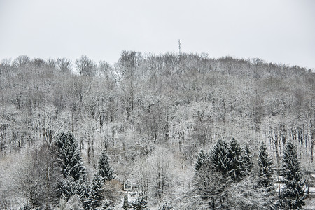 白雪雪树林树木格劳天空树干木头森林白色绿色背景图片