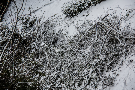 白雪雪树林树木格劳天空木头白色绿色森林树干背景图片
