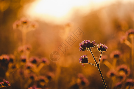 日落时的花朵背景图片