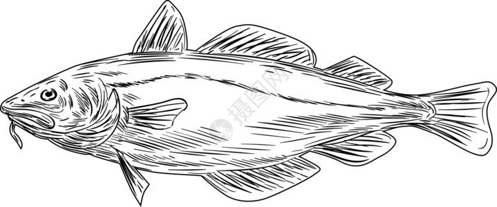 鱼翔浅底从侧边绘图黑白两面观察的大西洋鳕鱼群插画