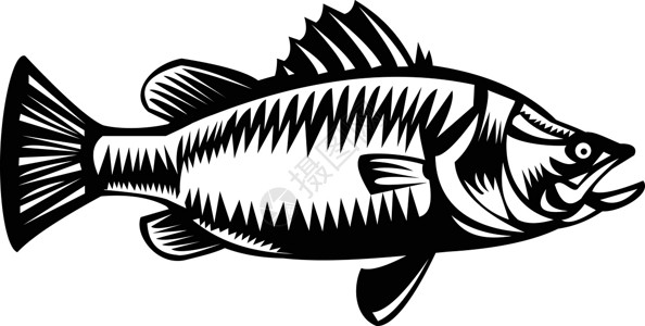 訾洲咸水澳洲肺鱼侧视图木刻黑色和白色插画