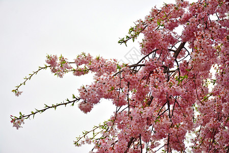 在日本大阪的春天 樱花或樱花粉色植物群季节花园背景图片