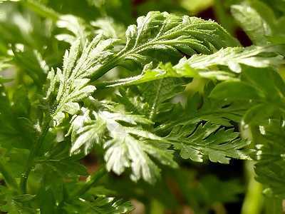 安妮挖甜安妮 药草的叶子药物艾草自然药品中医绿色草本植物草本植物树叶背景