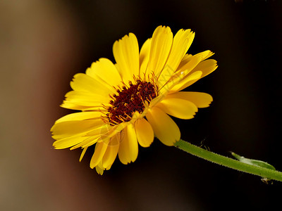 Calendula 配花的药用植物背景绿色医疗疗法草本植物谜语康复黄色药品花园背景