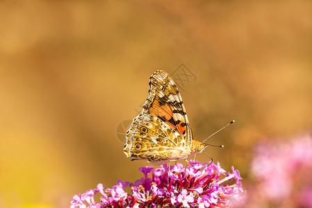 在蝴蝶树的一朵花上画着女人动物动物群野生动物蝴蝶花蜜昆虫背景图片