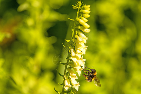 大黄蜂野生动物蜜蜂图片素材