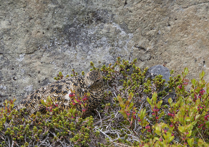 山草树和冰原自然保护区的石块之间隐藏在夏季夏日的活动中远足猎鸟动物石头兔兔岩石羽毛雷鸟鸟类苔原背景图片