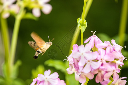 蜂鸟在肥皂园一朵花上的鹰鸣昆虫肥皂草动物群粉色蝴蝶动物野生动物草药花蜜背景图片