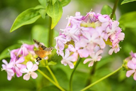 蜂鸟在肥皂园一朵花上的鹰鸣野生动物粉色肥皂草动物草药花蜜蝴蝶动物群昆虫背景图片