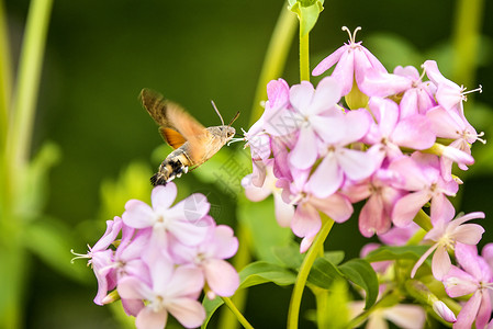 蜂鸟在肥皂园一朵花上的鹰鸣草药野生动物动物群蝴蝶花蜜动物粉色昆虫肥皂草背景图片