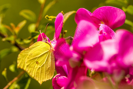 金翅鸟蝴蝶在花朵上阳光昆虫活力翅膀黄色叶子粉色美丽动物群紫丁香背景