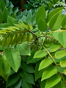 可可波罗夏天热带植物高清图片
