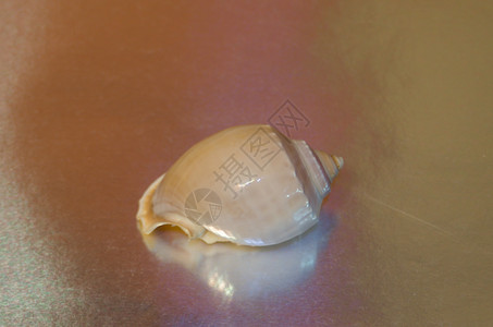 紧贴在闪亮的金属银灰色底板上照片灰色贝壳背景产品设计银色装饰珍珠背景图片