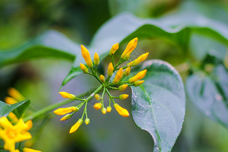 一种黄色的向野花白色植物群花园叶子公园季节植物学绿色热带植物开花高清图片素材